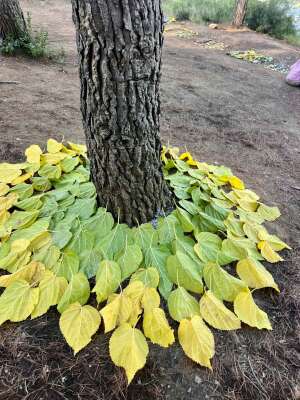 Foto Colegio Natura Montessori School #2