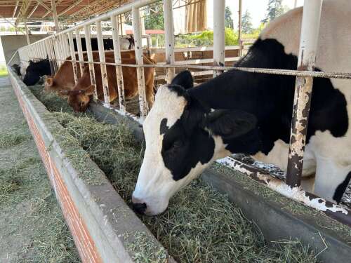 Foto Colegio  Latino Jesuita #3