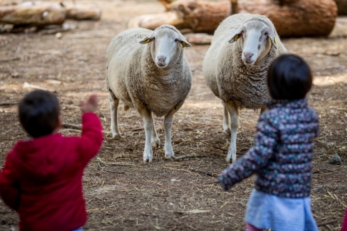 Foto Colegio Montessori Palau Girona #2