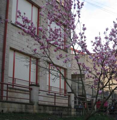 Foto Colegio Elizatxo Ikastola #2