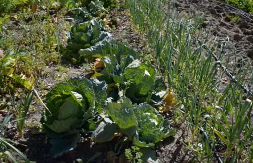 Foto Colegio Breogan #3