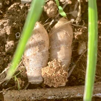 Foto Colegio Maestra Isabel Álvarez #2