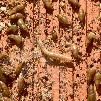 Foto Colegio Maestra Isabel Álvarez #2