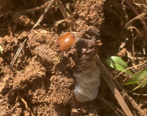 Foto Colegio Maestra Isabel Álvarez #2