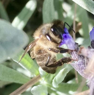 Foto Colegio Maestra Isabel Álvarez #2