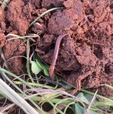 Foto Colegio Maestra Isabel Álvarez #2