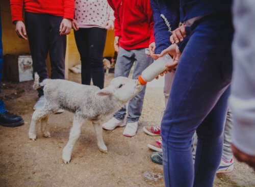 Foto Colegio Huerta Santa Ana #0