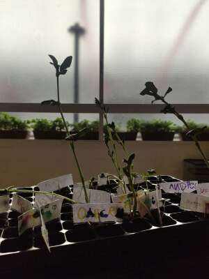 Foto Colegio Som Escola Coop. V. #3