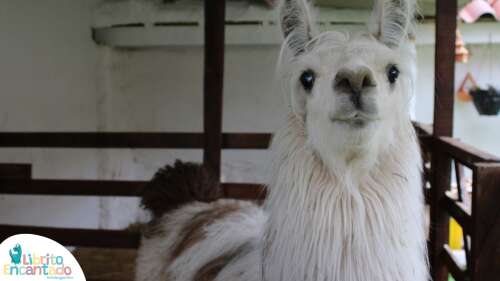 Foto Jardín Infantil Jardín Infantil Librito Encantado #2