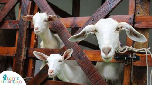 Foto Jardín Infantil Jardín Infantil Librito Encantado #2