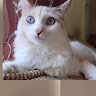 Foto de S S